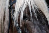 Camelot Farms Equestrian Center - Riding holidays in St. Helena on the coast of South Carolina, USA!