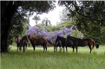 Fazenda Laranjal Guest Ranch in Jacerezinho, Paraná, near Ourinhos, Sao Paulo / further Regions