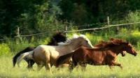 Fattoria Il Santo - Horseback riding in Tuscany - Italy - Green holidays between Siena and Grosseto