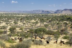 Horse riding in the Kalahari