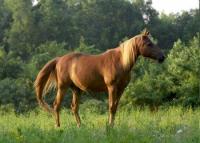 Shangrila Guest Ranch - Horseback Riding Vacations in Virginia, USA!
