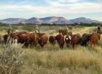 Vacaciones de equitación occidental en Namibia. ¡Regreso a la naturaleza!