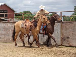 Horsemanship- Entrenar un caballo con otro