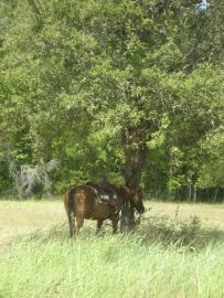Excursion a caballo- Descansando un momento