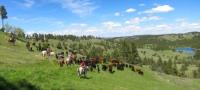 New Haven Ranch, Wyoming - authentic ranch vacation in the heart of the Wild West