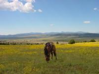 Horseback Riding Vacations in the Mogollon mountains in southwest New Mexico - or rent the Ranch!