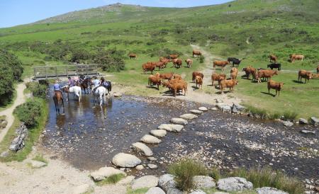 Dartmoor Cattle Drives in Okehampton, Devon / All Regions