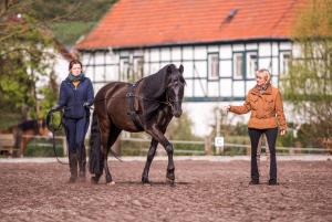 Lessons in double longe, long reins, horsemanship