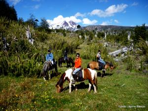 Riding group with view to Lonquimay vulcano