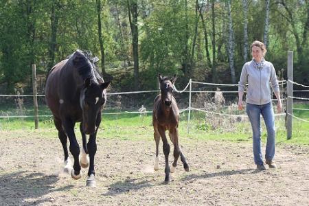 Holiday Company, B & B for Horses, Breeding Company, Horse Trekking Station, Dude/Guest Ranch, Riding Stable, B & B for Horsemen, Children's Holiday Company in 
