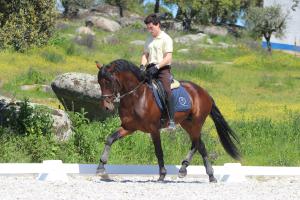 Dressage Lessons)