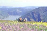 Riding and holiday farm on the Middle Rhine is looking for motivated interns (m/f/d) ?