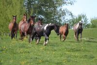 Horseback Riding Holidays on the Morgen Ranch - a horse ranch in Attenhofen/Mainburg, Bavaria