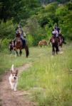 Konna Baza Sakar offer equestrian adventures, endurance training and transit stabling in Topolovgrad, Bulgaria,  in the foothills of Sakar Mountain