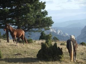 Large paddocks with a view of the Pyrenees