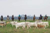 Riding holidays in Akhal Teke horses and yurt camp in the Hungarian Puszta!