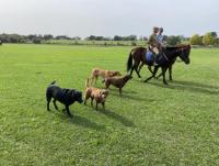 Jinete y cuidador para nuestros 8 caballos de polo 