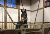 Einstellplatz/ Pferdebox in kleinem Privatstall mit Winterpaddock und 24/7 Sommerweide in Diemarden
