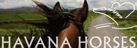 Havana Horses, natural! in Tegalwaton /Salatiga / Java
