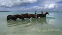 Being with Horses in Paradise - Horseback Riding Holidays Tobago, Karibic - Riding on the beach