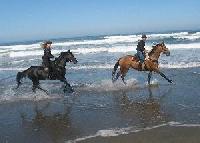Ricochet Ridge Ranch - Horseback riding vacation on California’s Mendocino Coast, Redwood Forest