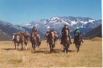Training of young horses