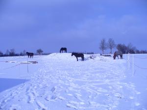 picture 4 from Horse experience