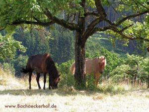 Property photo Horses 1