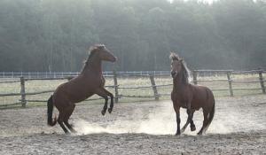 Property photo Horses 2
