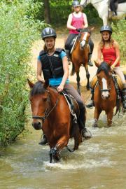 picture 3 from Hotel & Horse Riding Hitzacker