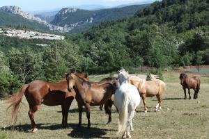 Our Colorful Herd