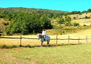 Classical-Iberian Dressage Training