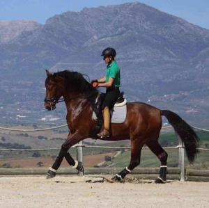 private dressage training on quality horses