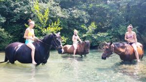 Swimming with horses in the river Merse