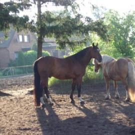 Property photo Guest horses 2
