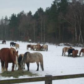 picture 3 from Ponyhof Hagedorn