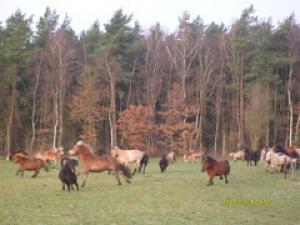 Property photo Horses 3