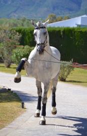Property photo Riding lessons 3