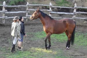 Workshop Horse as a mirror of your soal