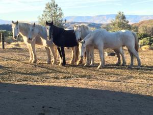 picture 3 from Running Horse Ranch