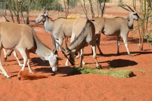 picture 4 from Bagatelle Kalahari Game Ranch
