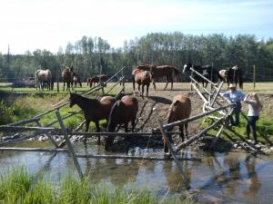 Watering horses at Big Creek