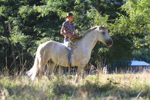 Building trust between horse and rider