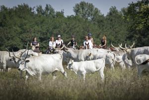 Grey cattle driving